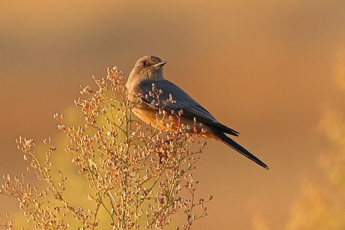 Say's Phoebe - Keith Leland