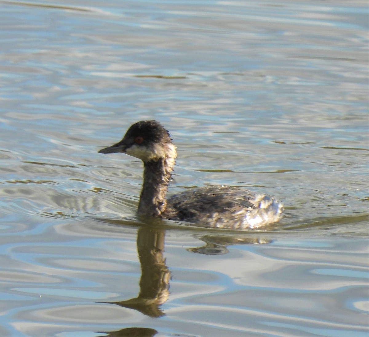 Eared Grebe - Rick Bennett