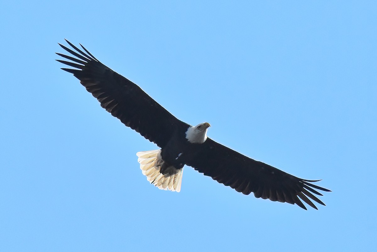 Bald Eagle - ML380849221