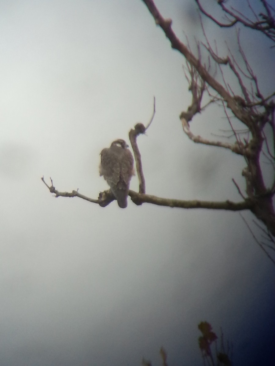 Peregrine Falcon - ML38085071