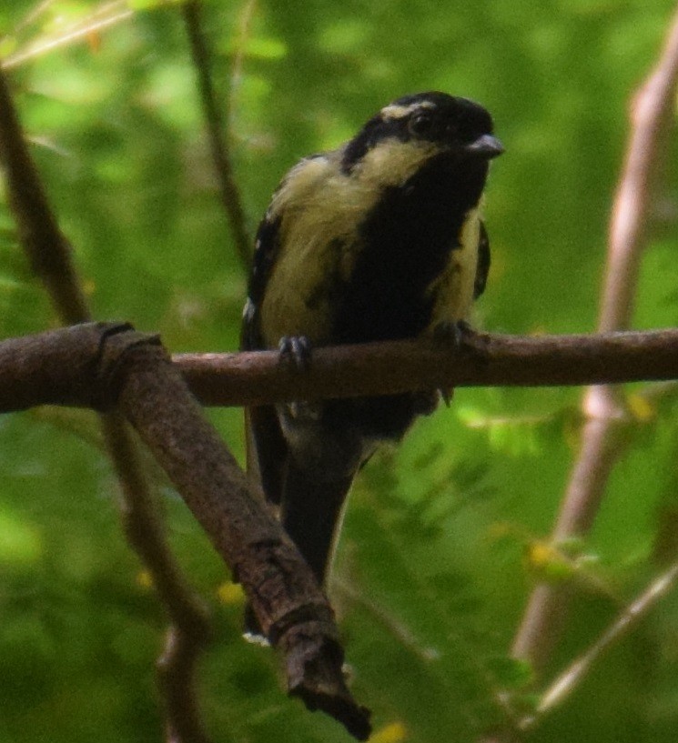 Indian Yellow Tit - Siva T