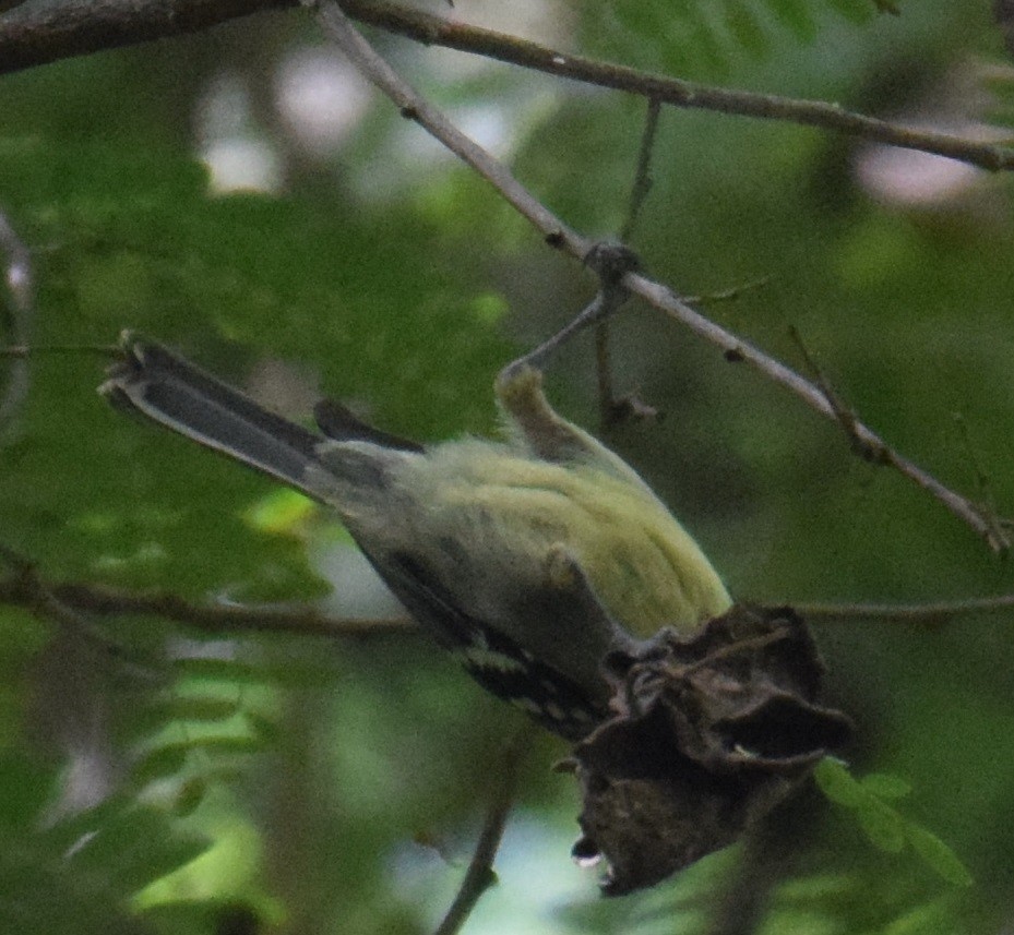 Indian Yellow Tit - ML380851001