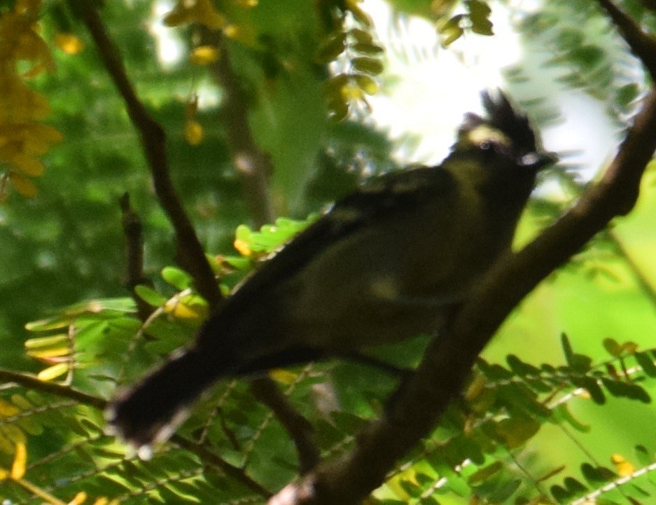 Indian Yellow Tit - Siva T