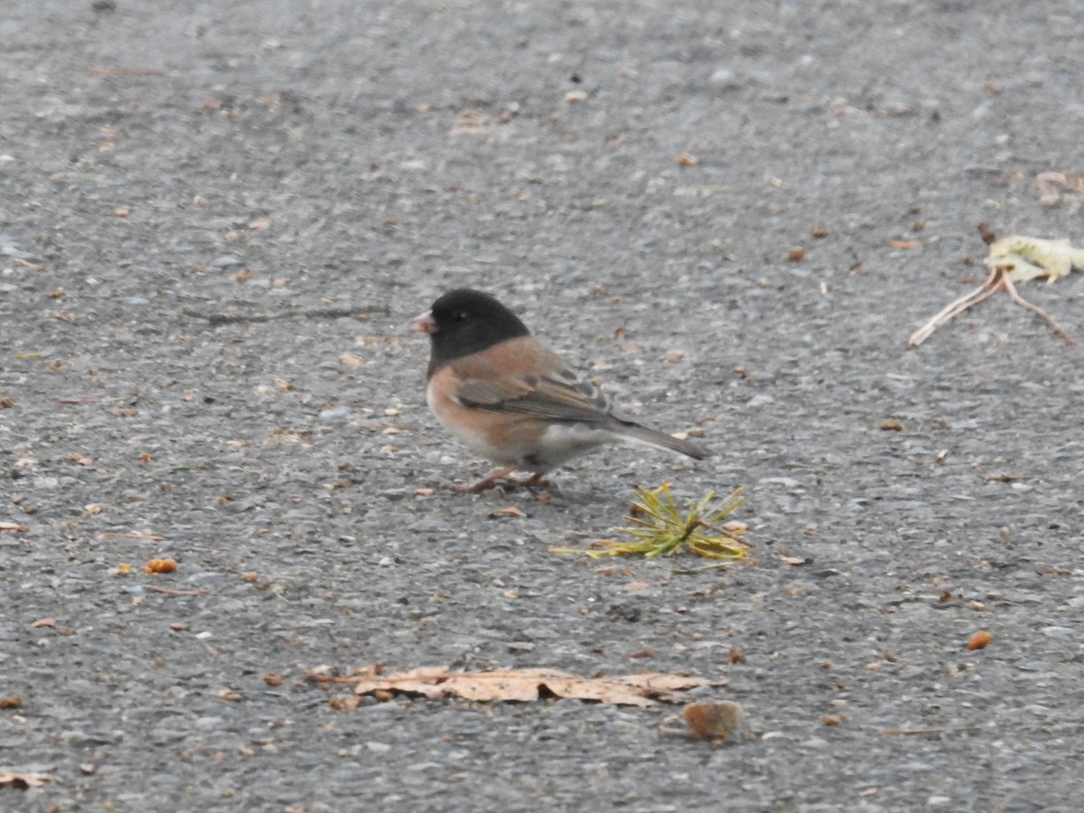 Dark-eyed Junco - ML380851171