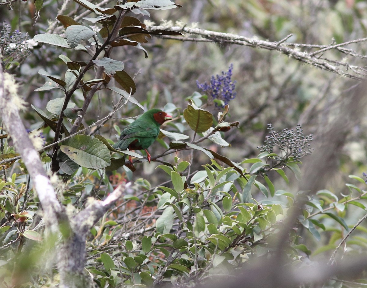 Grass-green Tanager - Matt Yawney