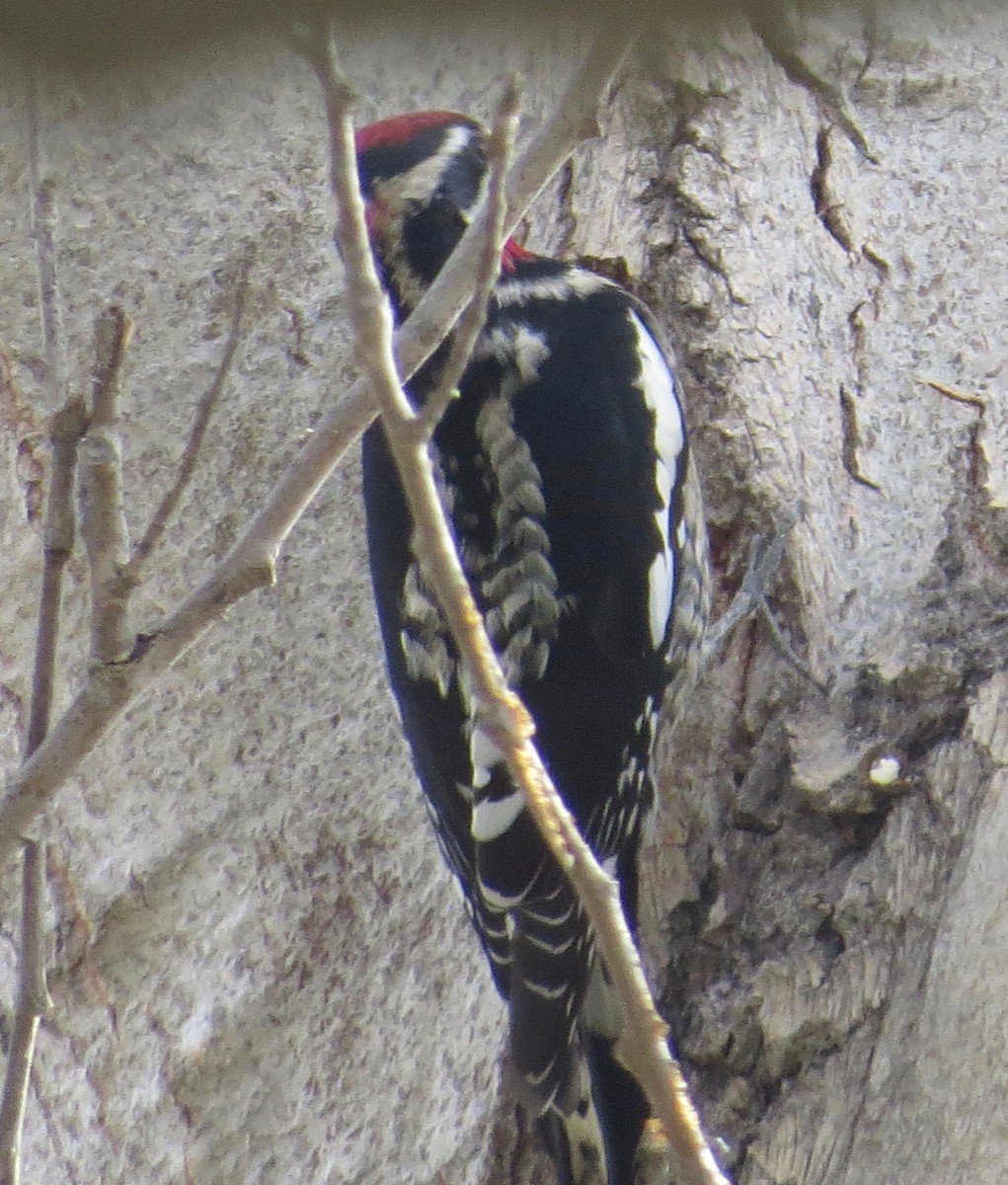 Red-naped Sapsucker - Thomas Wurster