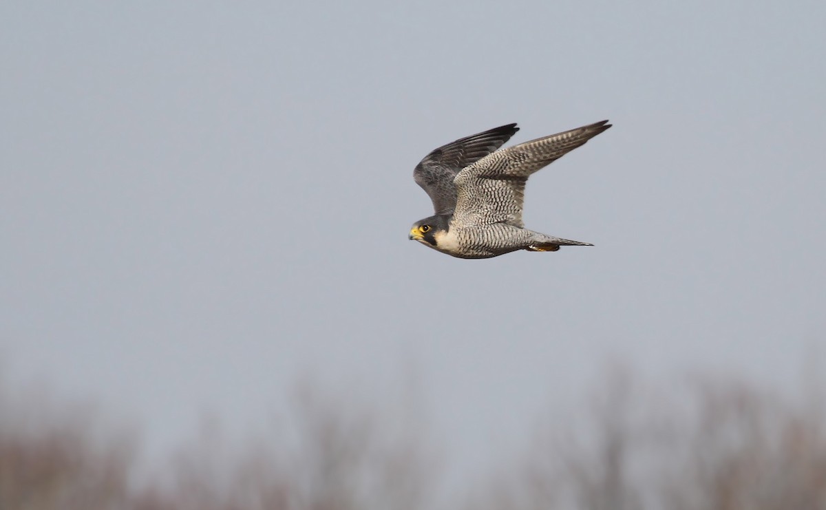 Peregrine Falcon - Ryan Schain