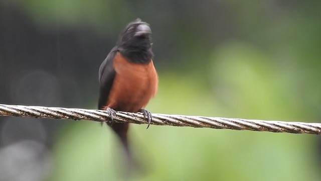 Chestnut-bellied Seed-Finch - ML380853431