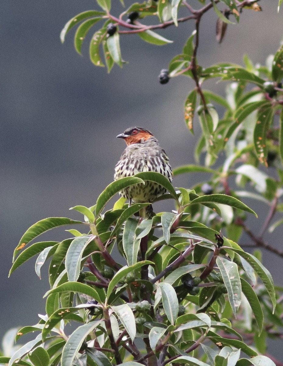 Cotinga à tête rousse - ML380854151