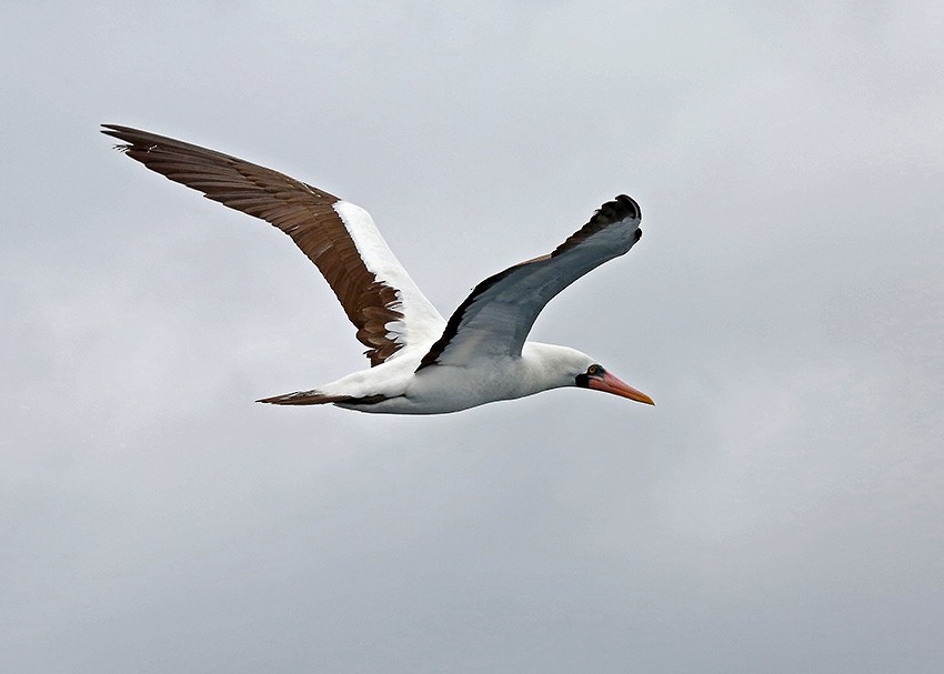 Nazca Booby - ML38085421