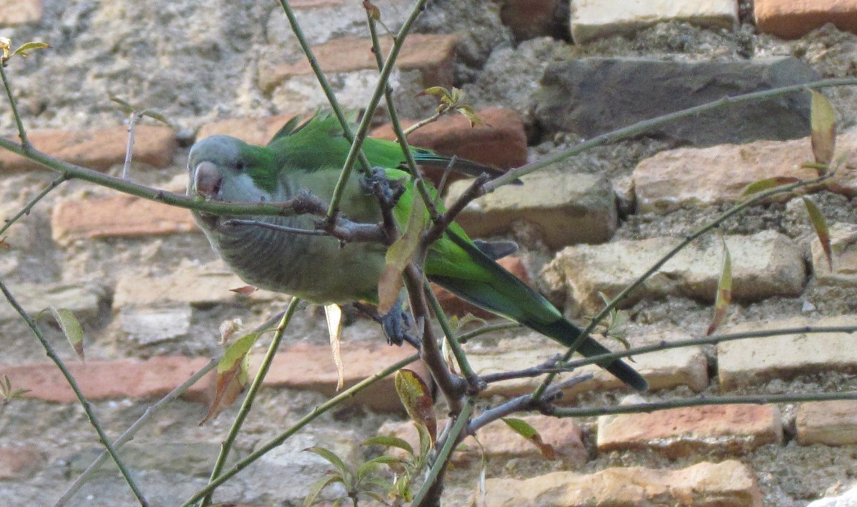 Monk Parakeet - ML380856181