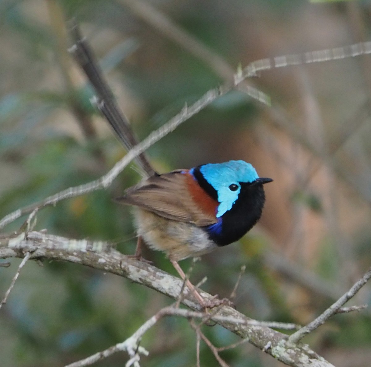 Variegated Fairywren - ML380860161