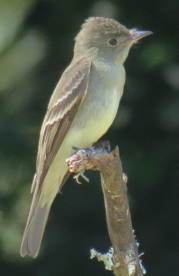 Eastern Wood-Pewee - Nic Zimmer