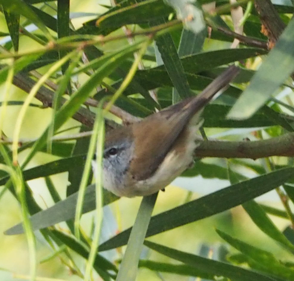 Gérygone brune - ML380860531