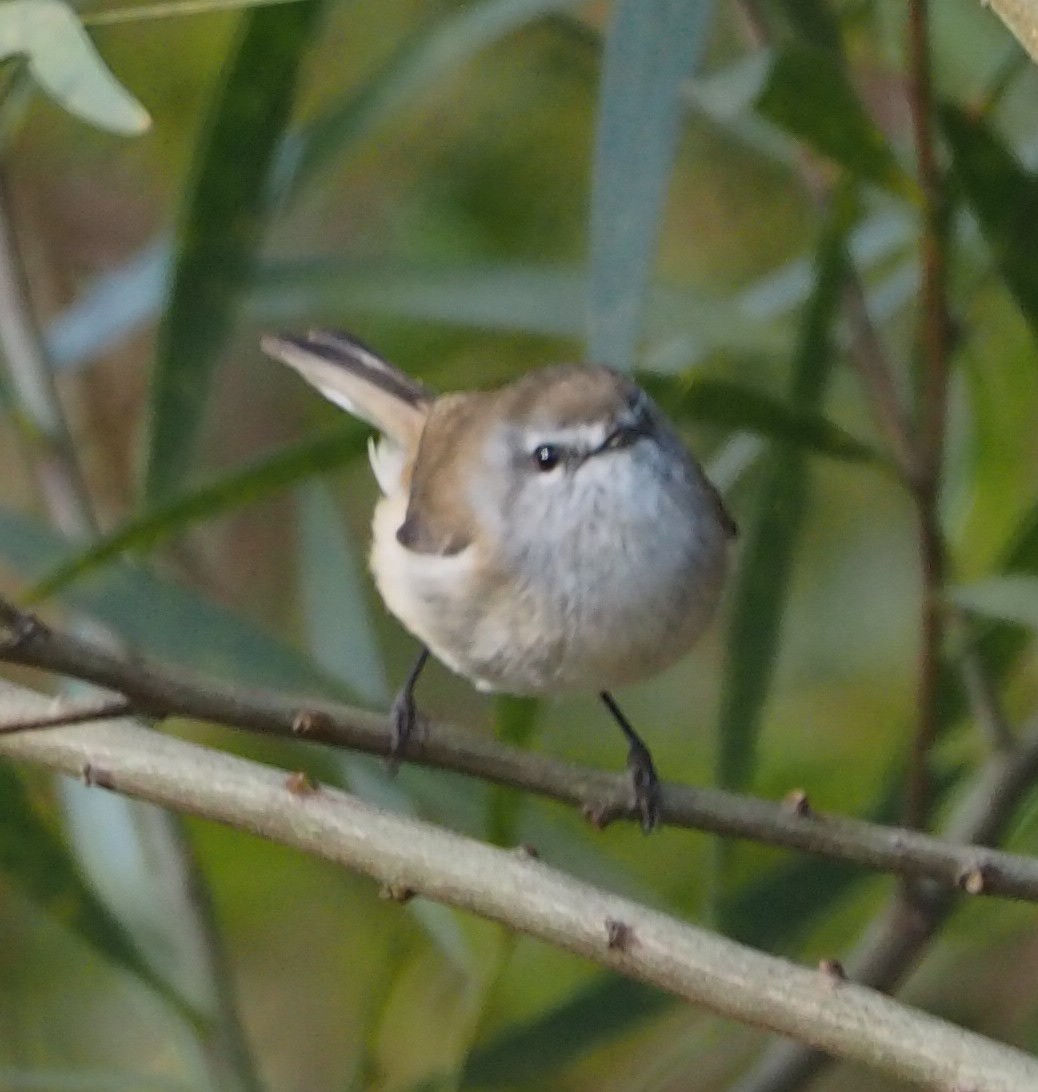 Brown Gerygone - ML380860541