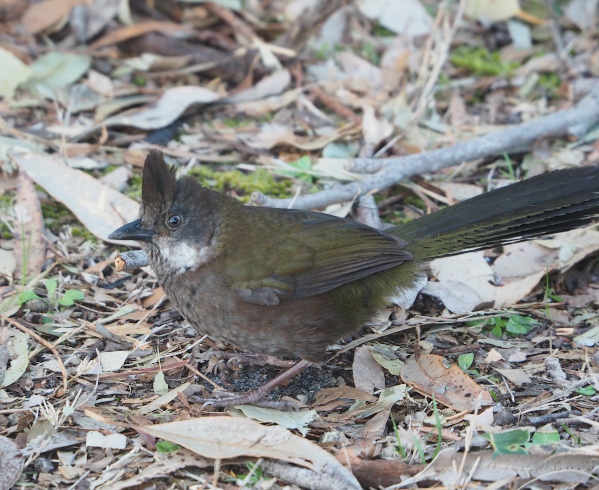 Eastern Whipbird - ML380860851