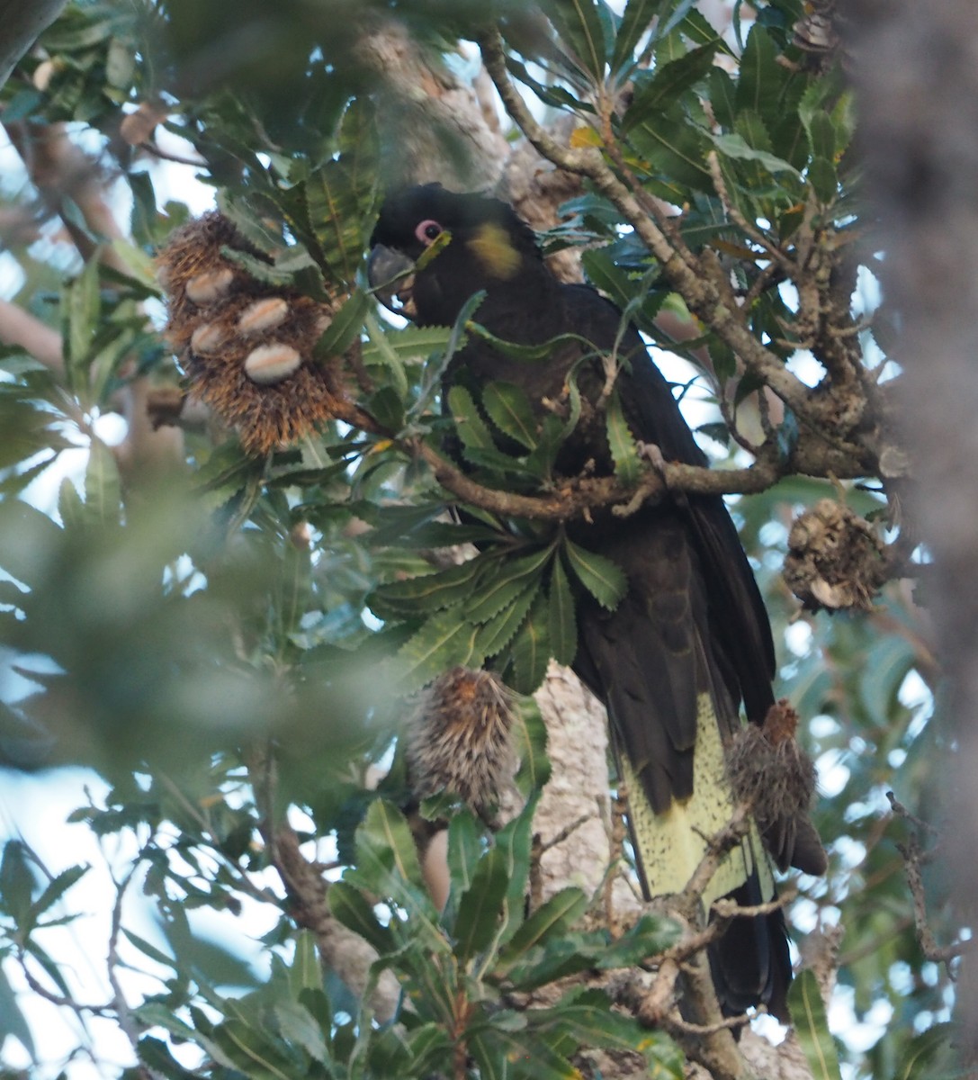 Cacatúa Fúnebre Coliamarilla - ML380861481