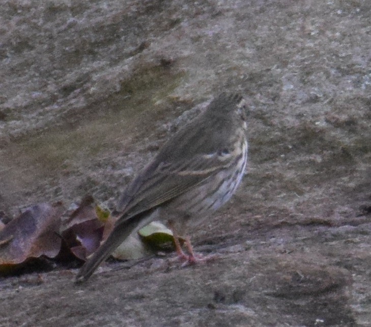 Olive-backed Pipit - ML380861851