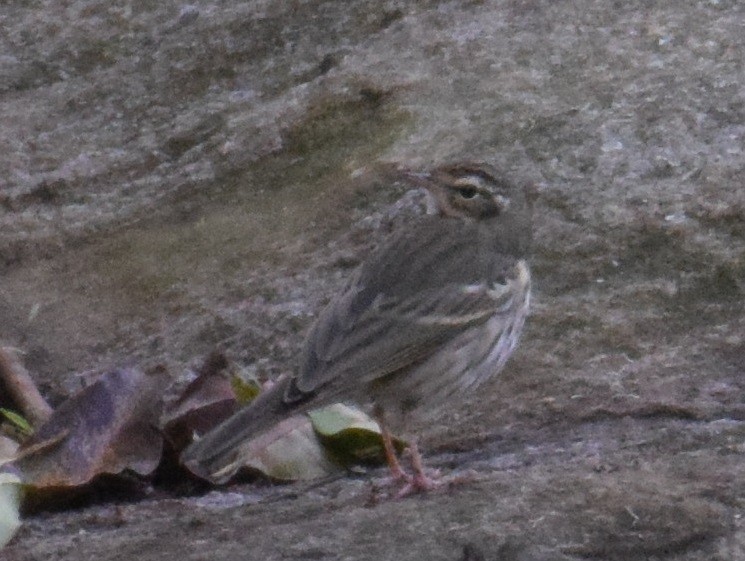 Olive-backed Pipit - ML380861871