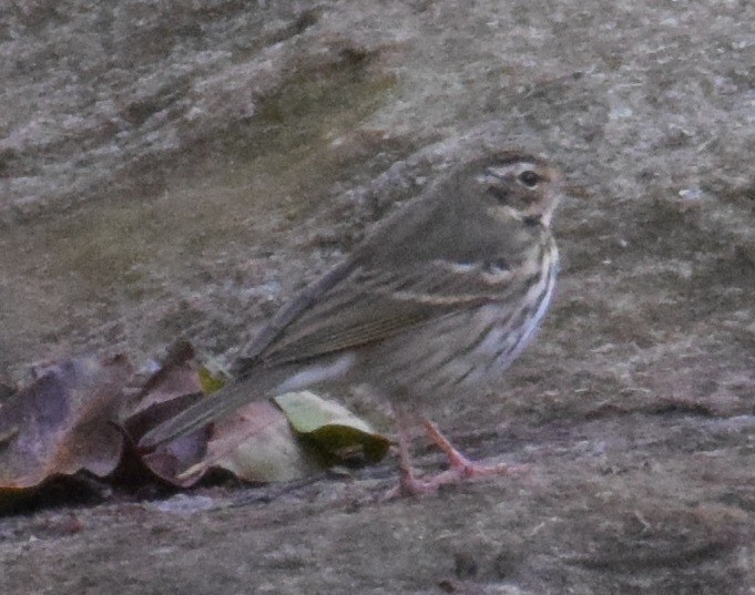 Olive-backed Pipit - ML380861881