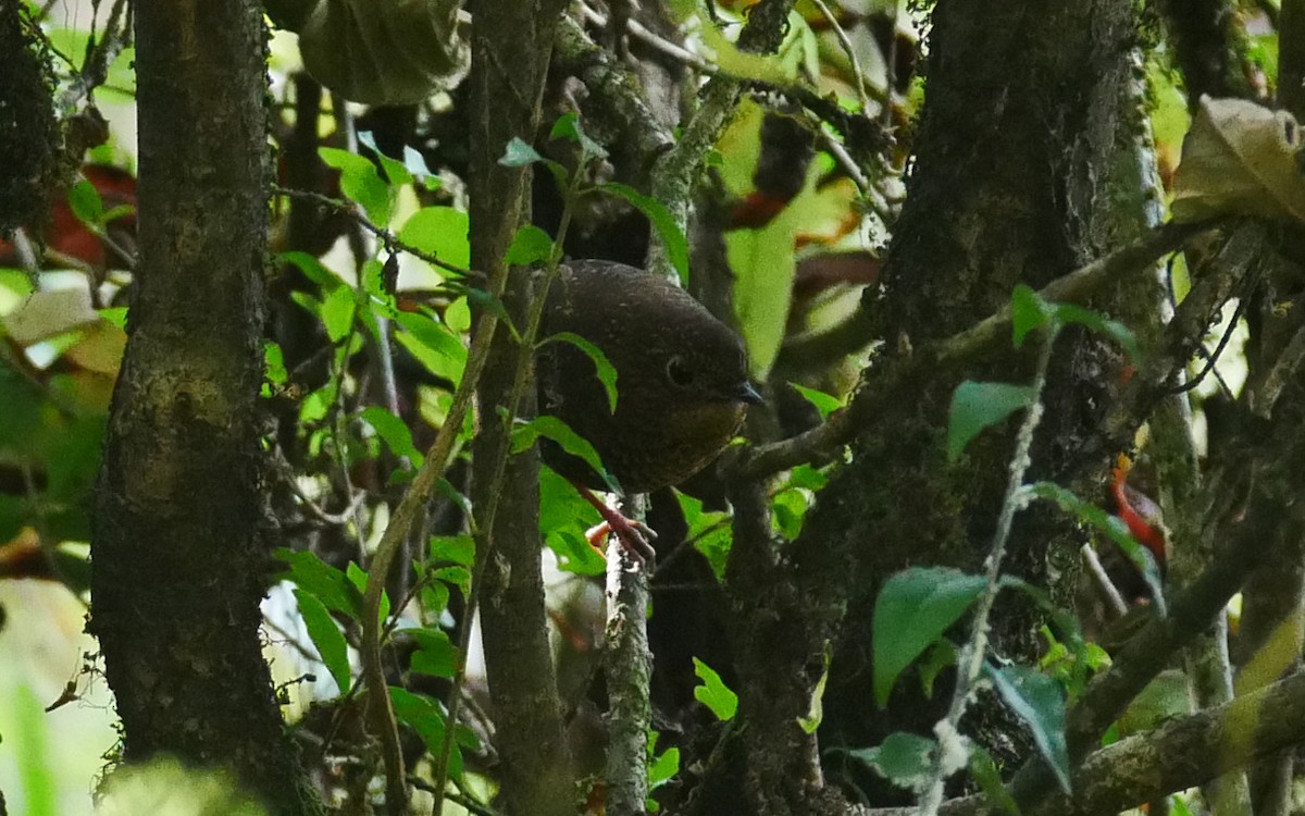 Scaly-breasted Cupwing (Himalayan) - ML380865071