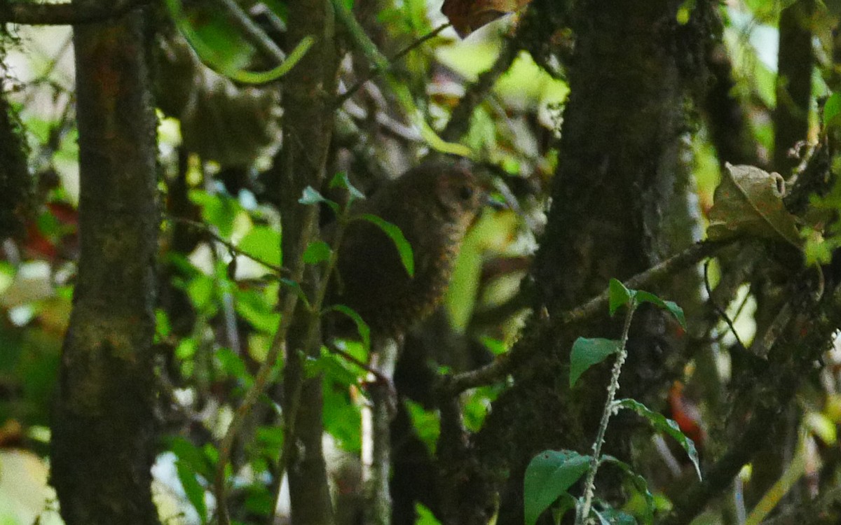 Scaly-breasted Cupwing (Himalayan) - ML380865081