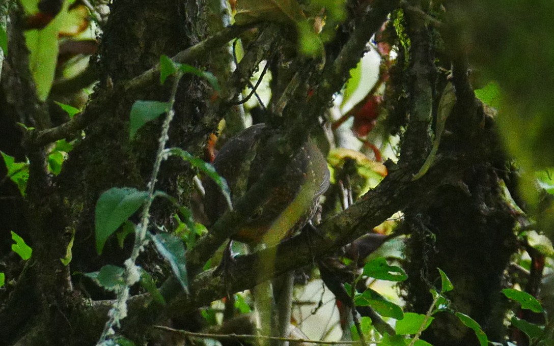 Scaly-breasted Cupwing (Himalayan) - ML380865091