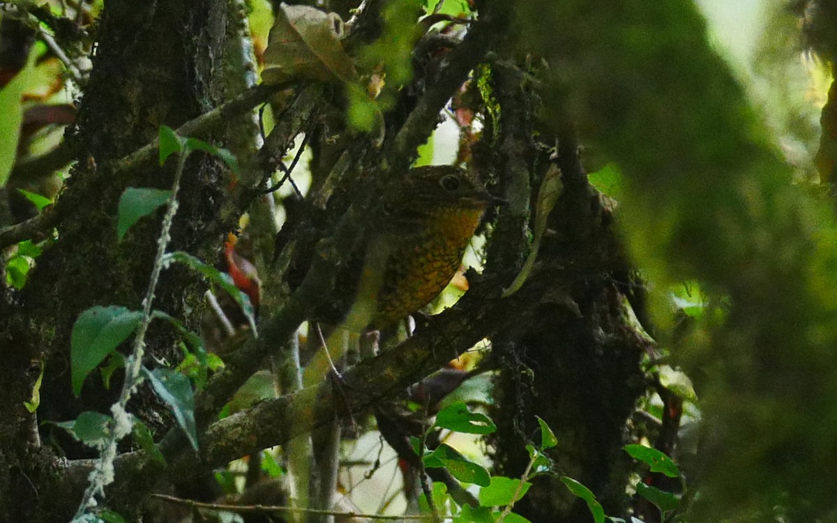 Scaly-breasted Cupwing (Himalayan) - ML380865101