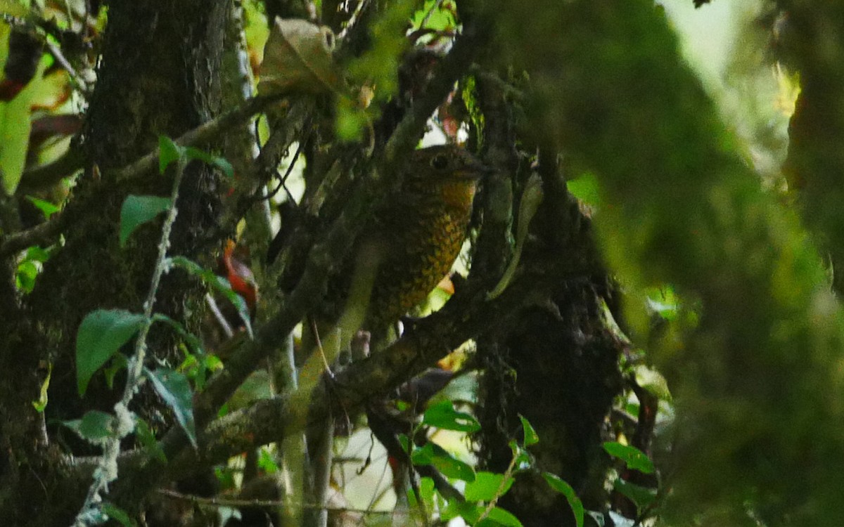 Scaly-breasted Cupwing (Himalayan) - ML380865111