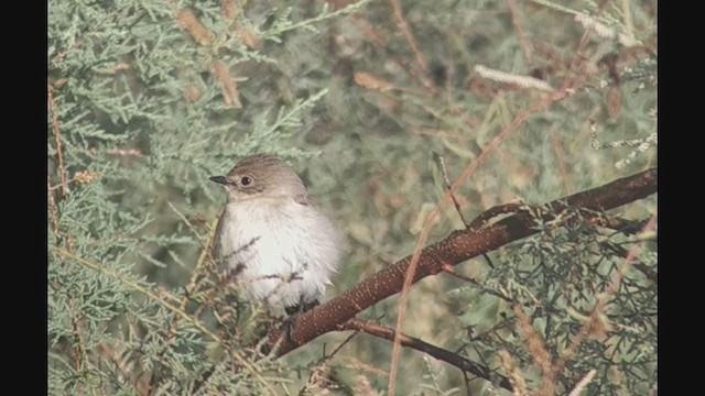 Collared Flycatcher - ML380868281