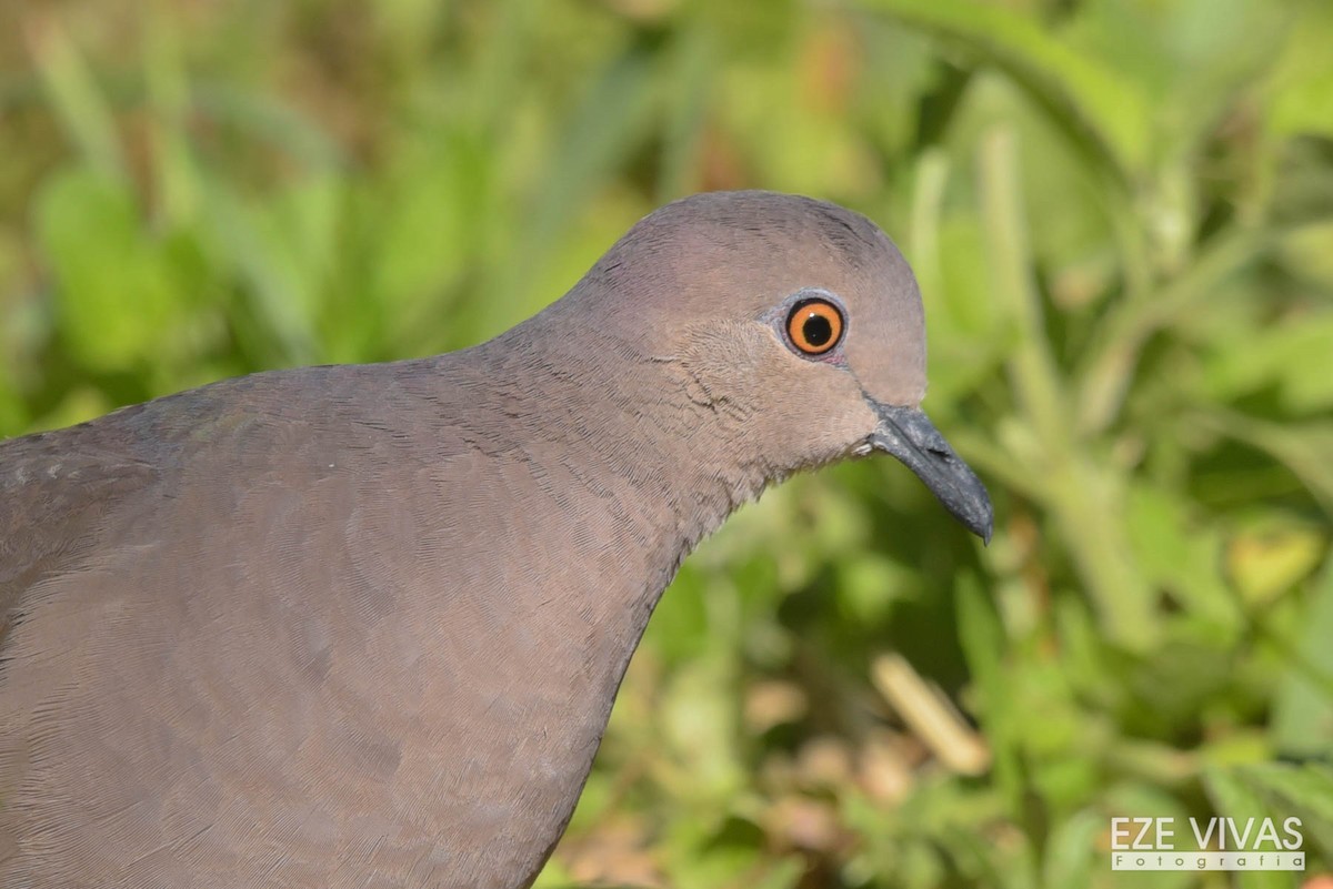 White-tipped Dove - ML380868641