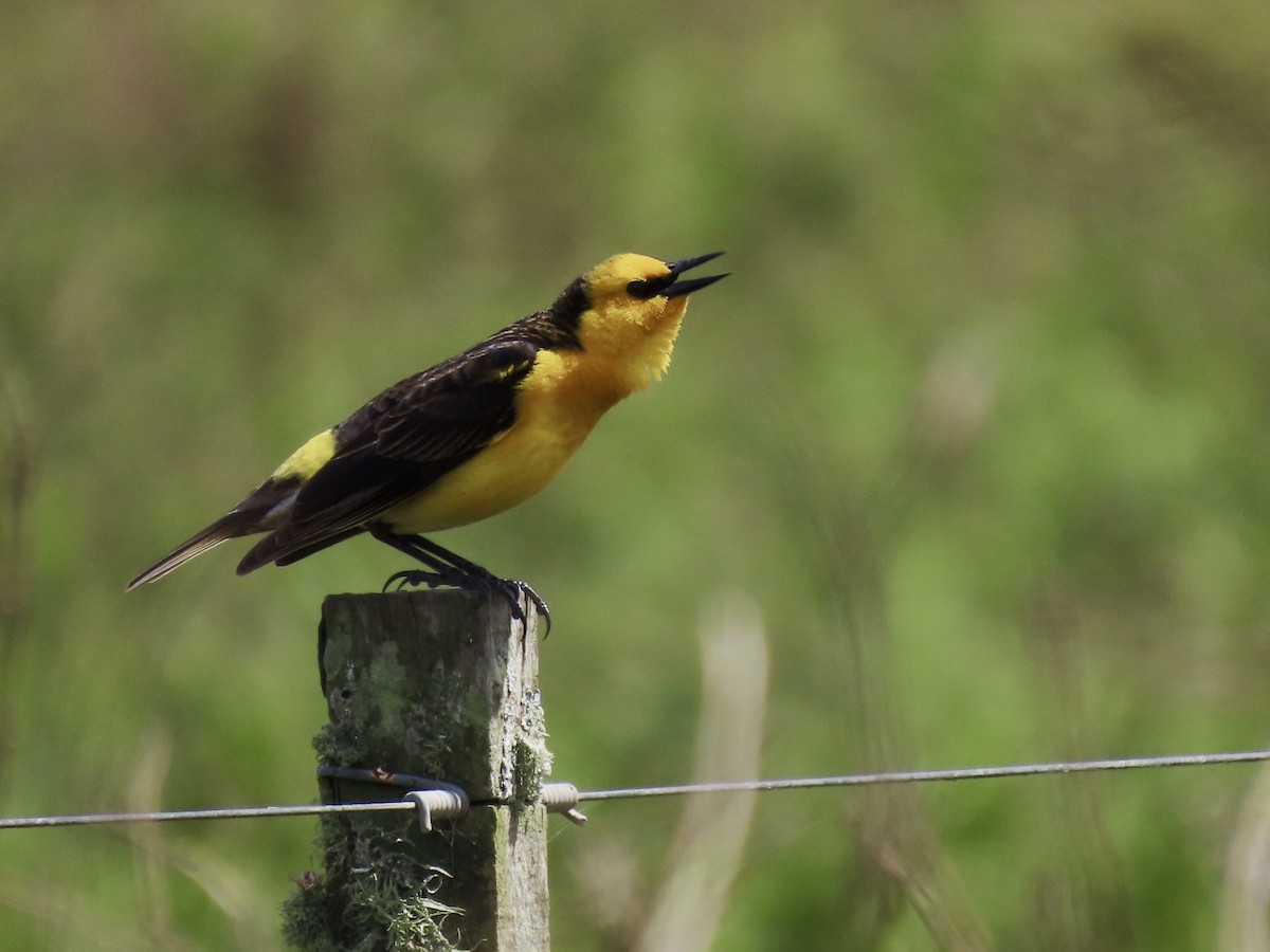 Saffron-cowled Blackbird - ML380868871