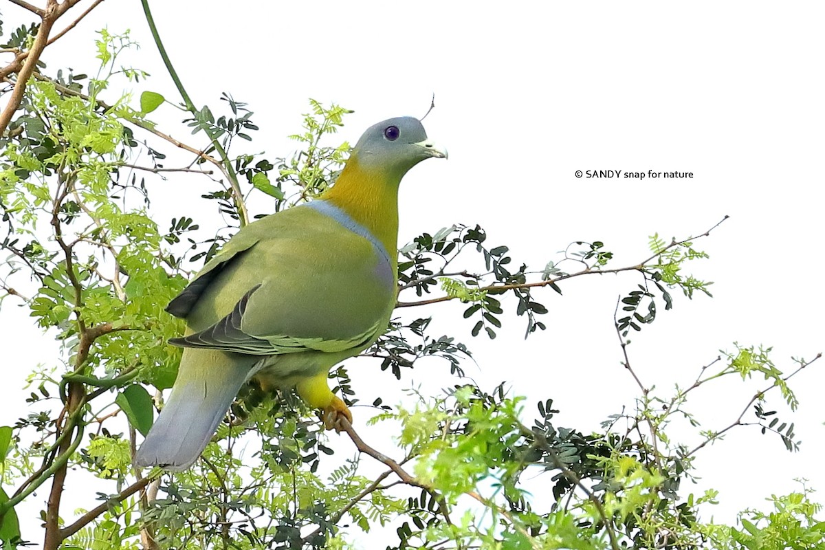 Yellow-footed Green-Pigeon - Dr.Sandip  Modi