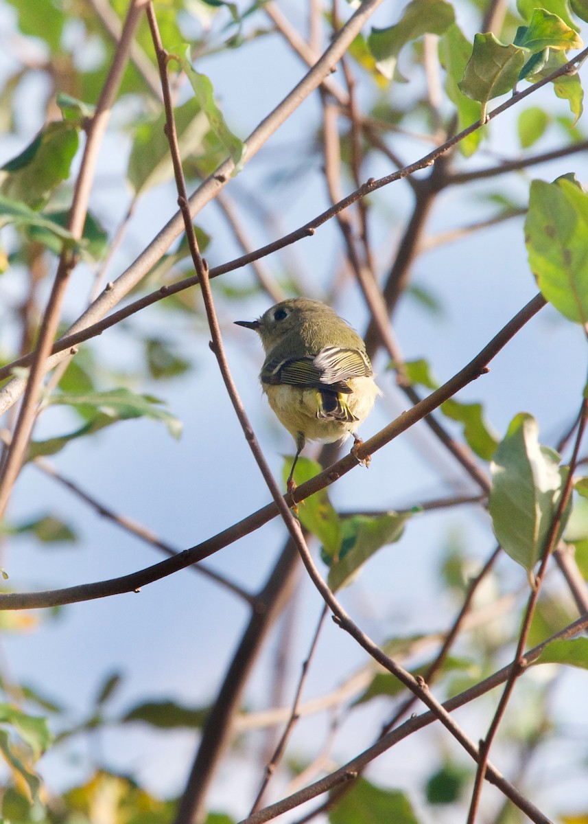 Ruby-crowned Kinglet - ML380870461