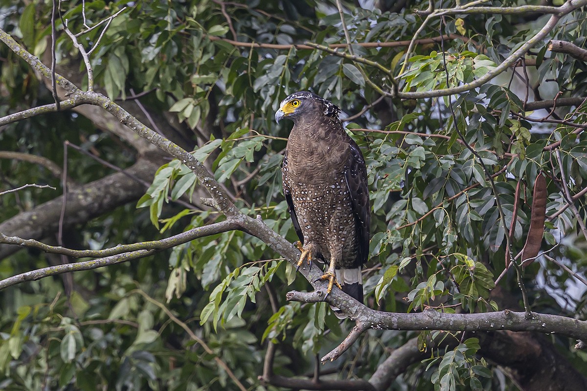 Haubenschlangenadler - ML380870901