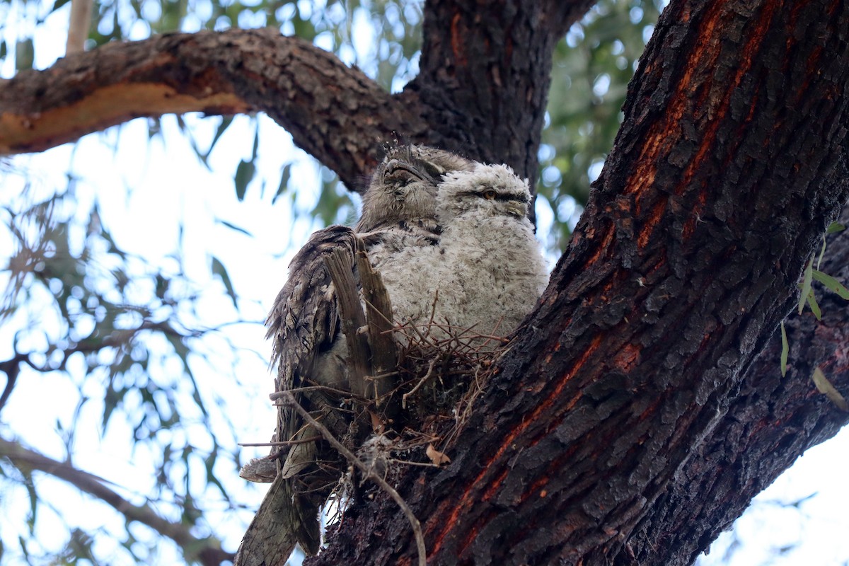 Tawny Frogmouth - ML380873061