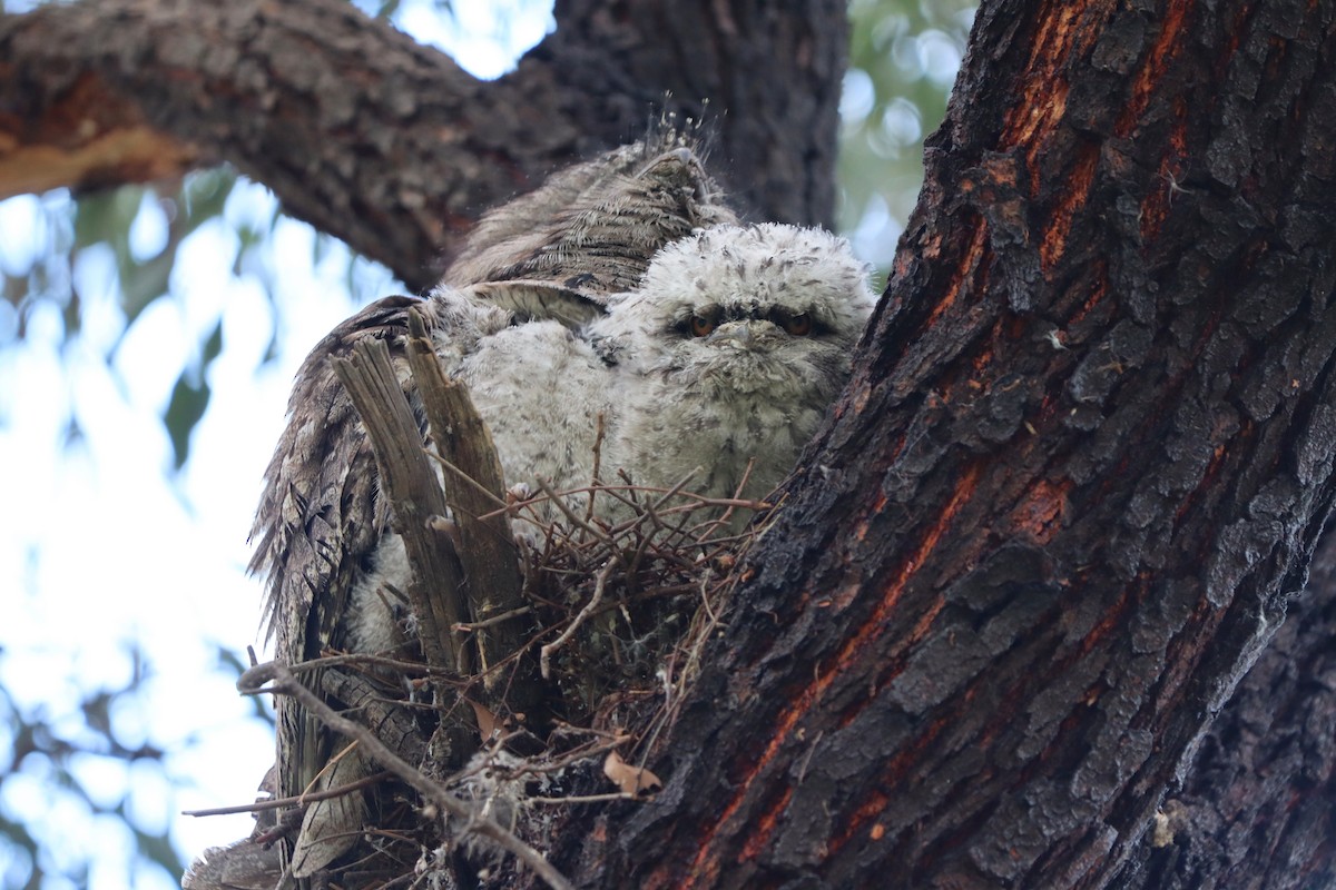 Tawny Frogmouth - ML380873081