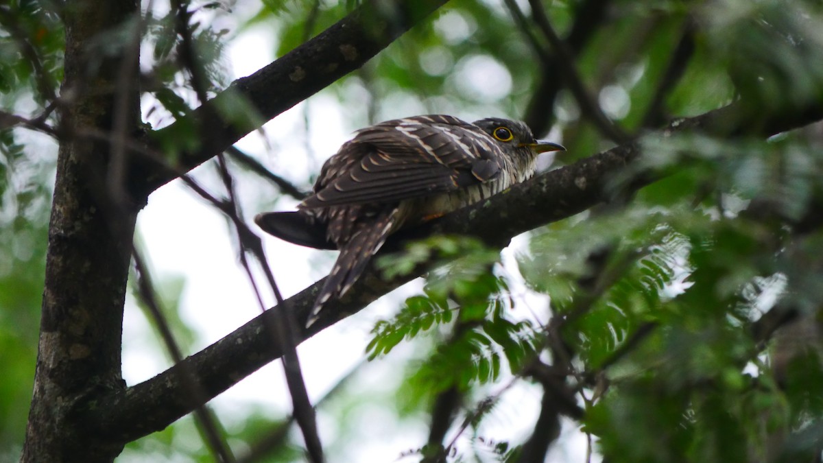 Indian Cuckoo - ML380873311