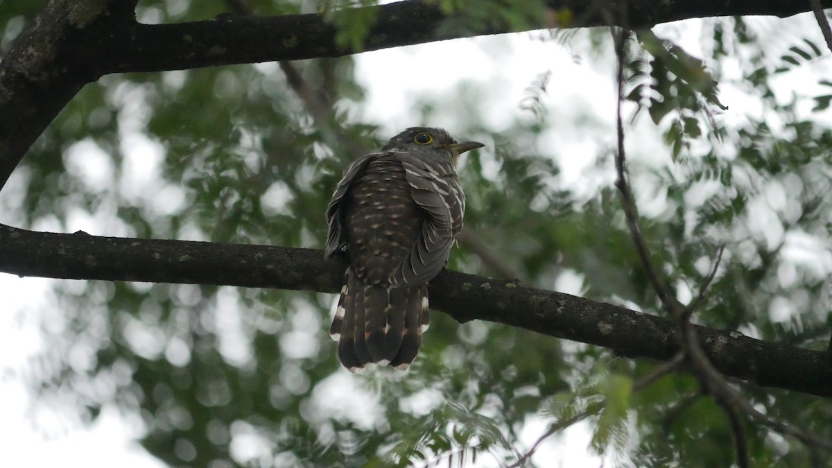 Indian Cuckoo - ML380873431