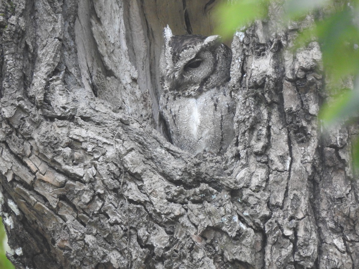 Collared Scops-Owl - Anonymous