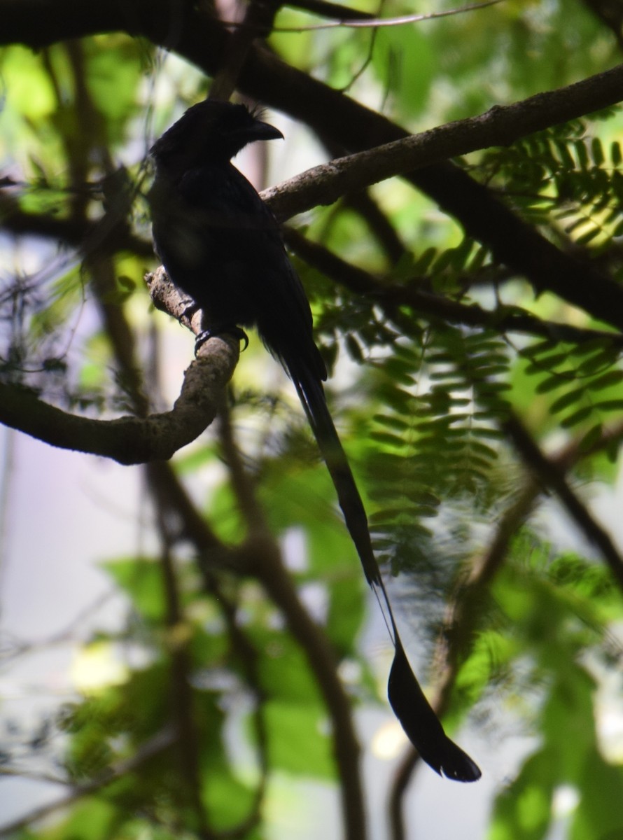 Greater Racket-tailed Drongo - Siva T