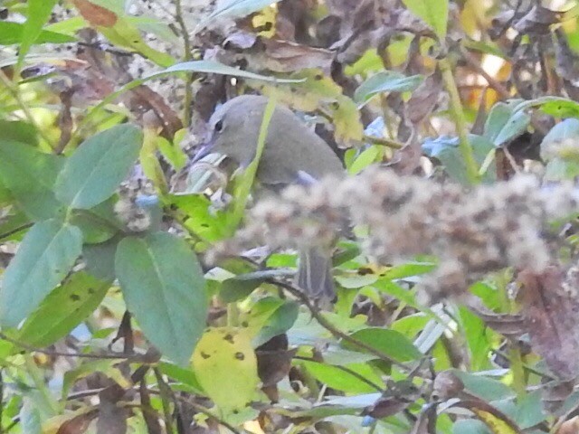 Orange-crowned Warbler - ML38087531