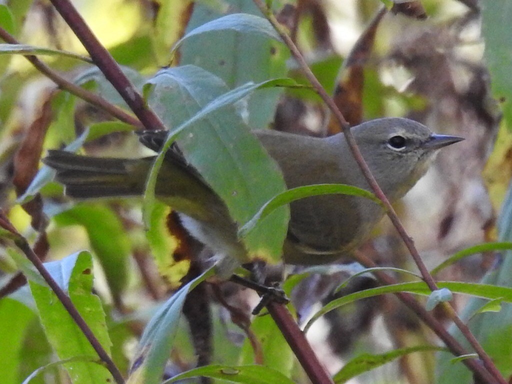 Orange-crowned Warbler - ML38087541