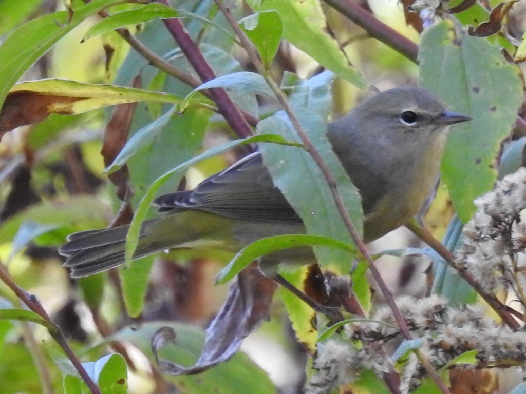 Orange-crowned Warbler - ML38087571