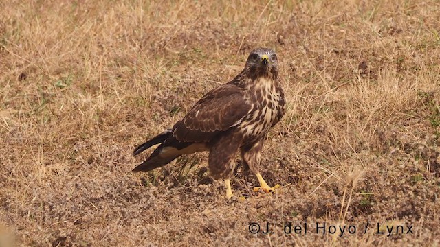 Common Buzzard - ML380875911