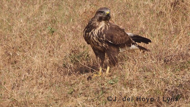 Common Buzzard - ML380875921