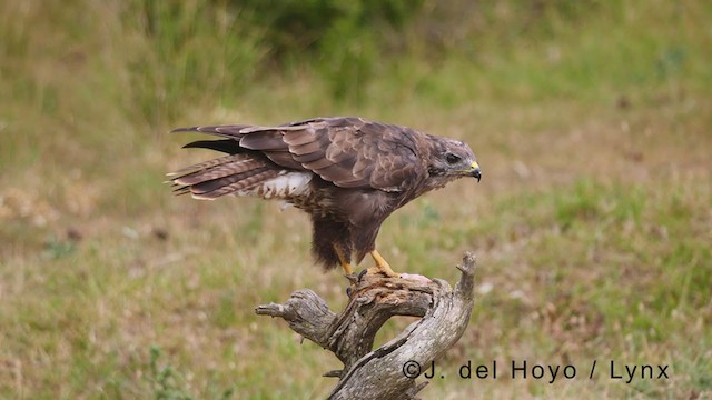 Common Buzzard - ML380875941