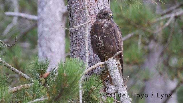 Common Buzzard - ML380875961