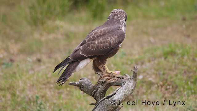 Common Buzzard - ML380875981