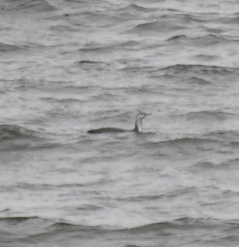 Red-throated Loon - ML380877471